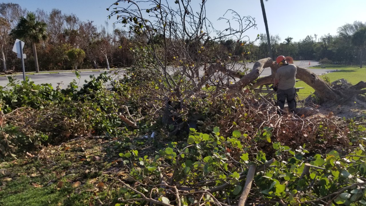 Illustrative photograph of workers clearing fallen trees after Hurricane Irma in Florida